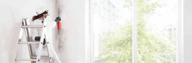 Best Dehumidification Services  in Kalida, OH
