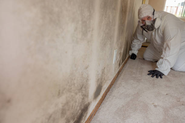 Best Real Estate Mold Inspection  in Kalida, OH